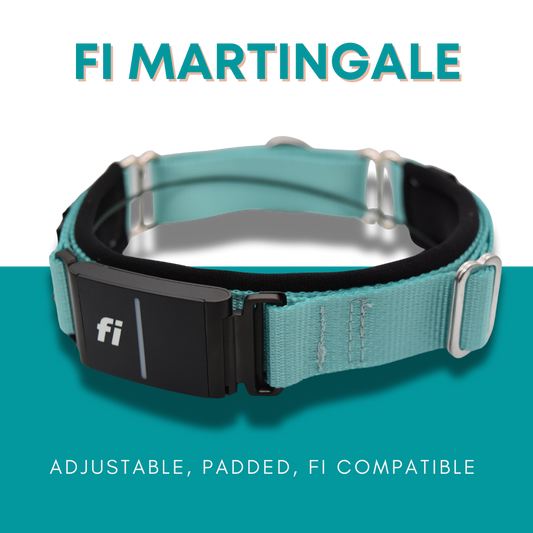 FI Martingale Collar