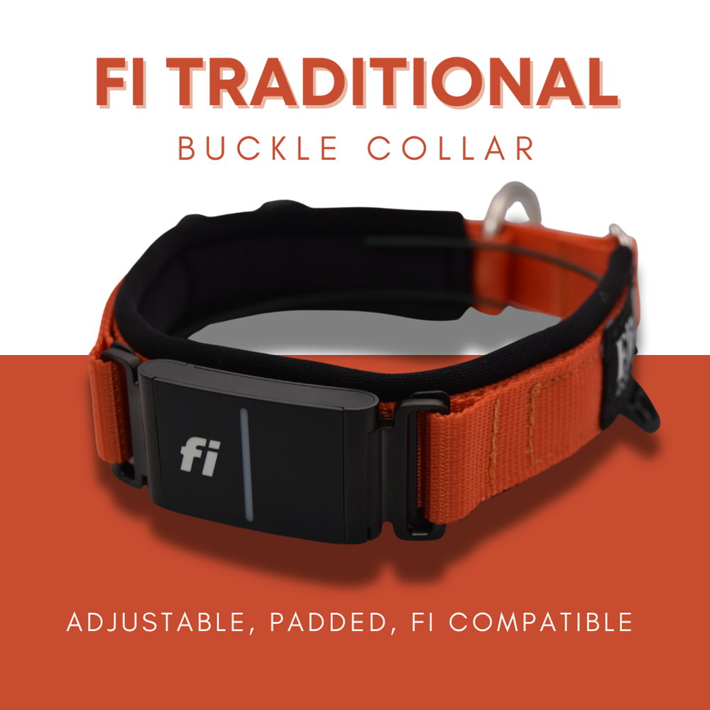 Fi Traditional Buckle Collar