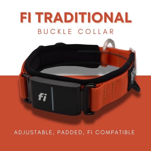 Fi Traditional Buckle Collar by Elite Dog Gear