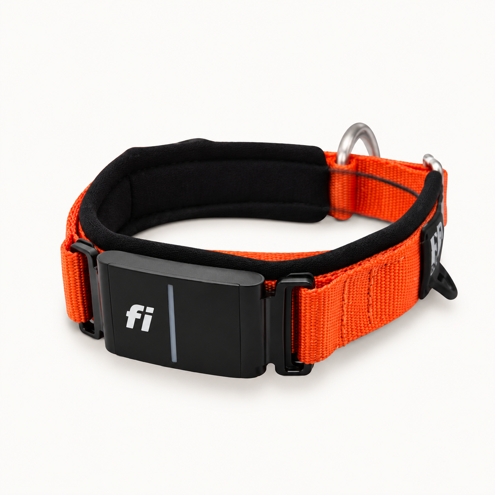 Fi Traditional Buckle Collar