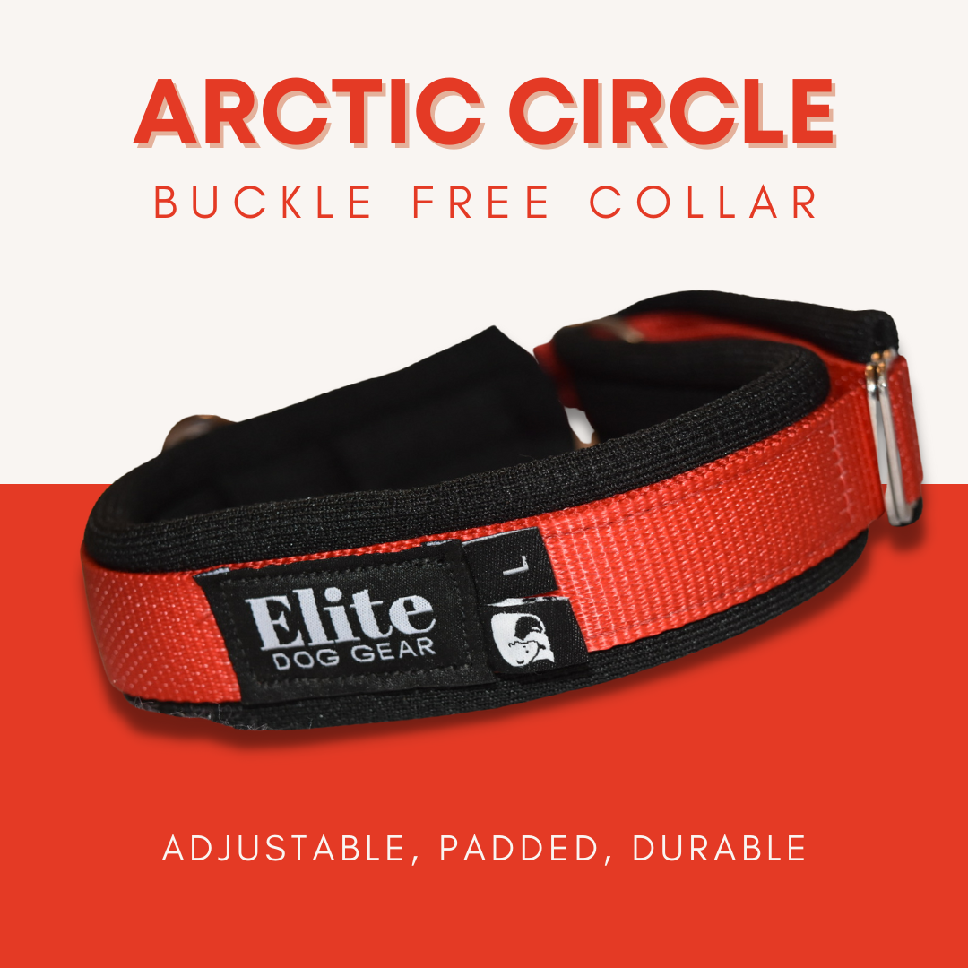 Elite anti outlet bark collar