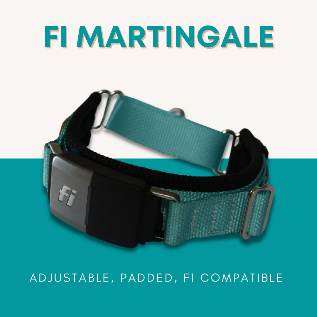 Fi compatible best sale collar