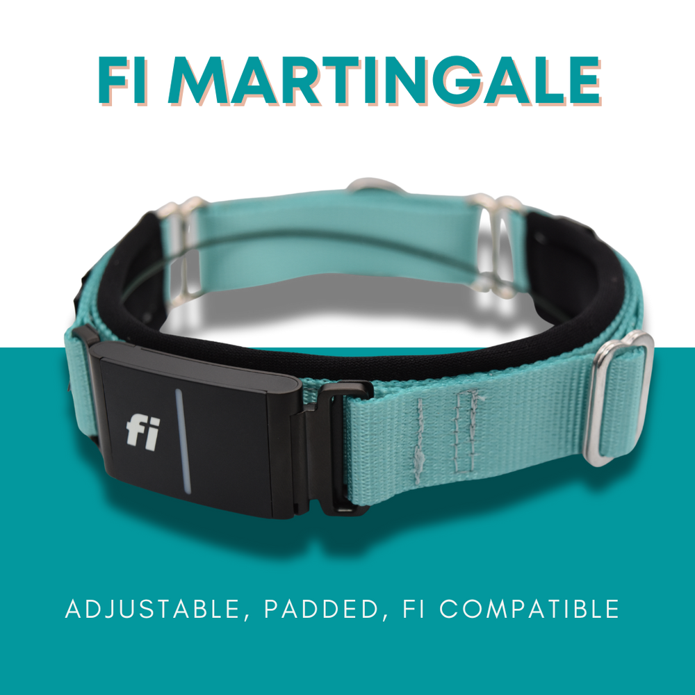Fi Martingale Collar