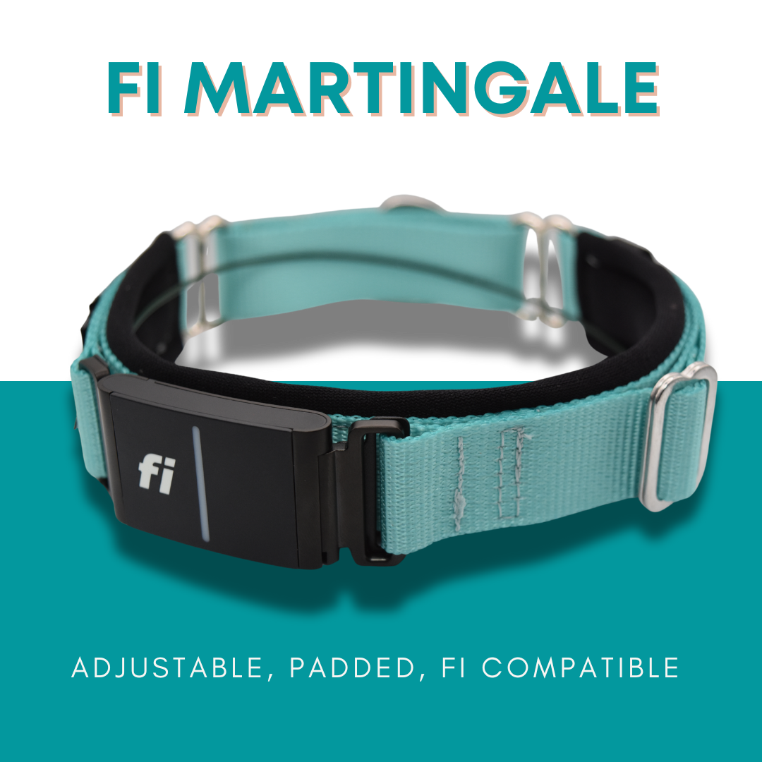 Fi Martingale Collar by Elite Dog Gear