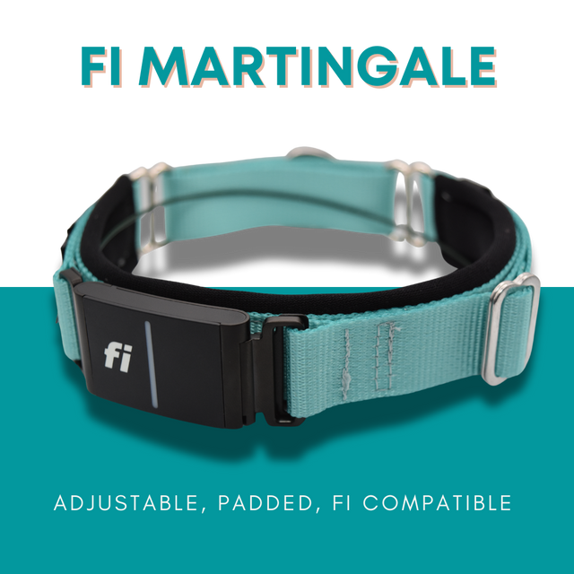 Fi Martingale Collar by Elite Dog Gear