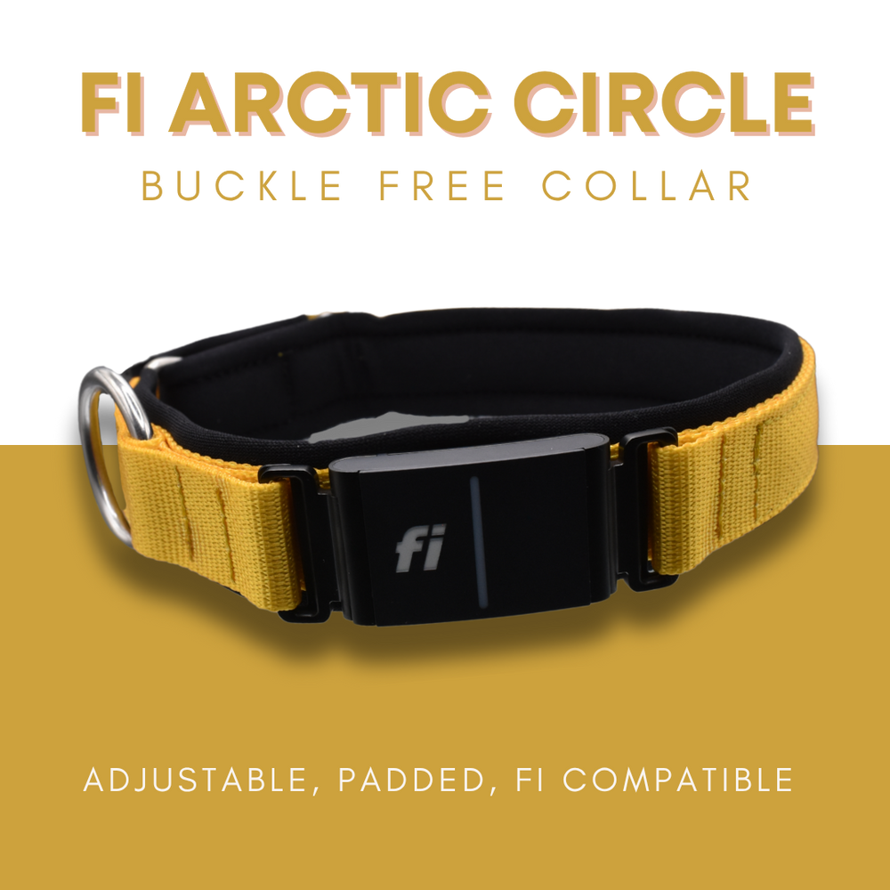 Fi Arctic Circle Collar