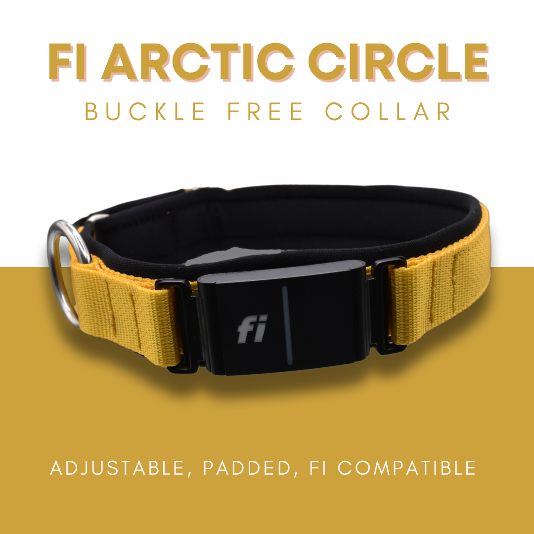 Fi Arctic Circle Collar by Elite Dog Gear