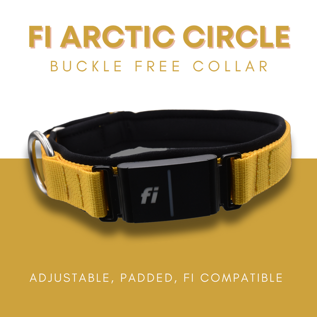 Fi Arctic Circle Collar by Elite Dog Gear