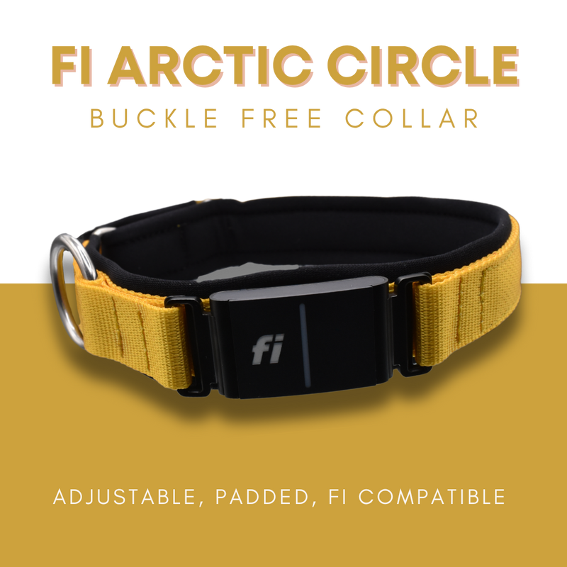 Fi Arctic Circle Collar
