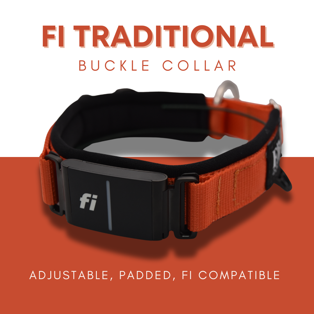 Fi Traditional Buckle Collar by Elite Dog Gear