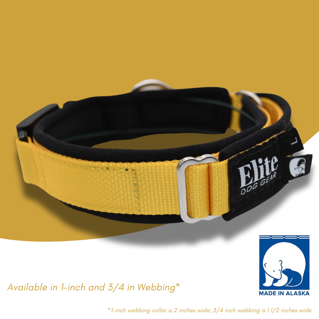 Fi Arctic Circle Collar