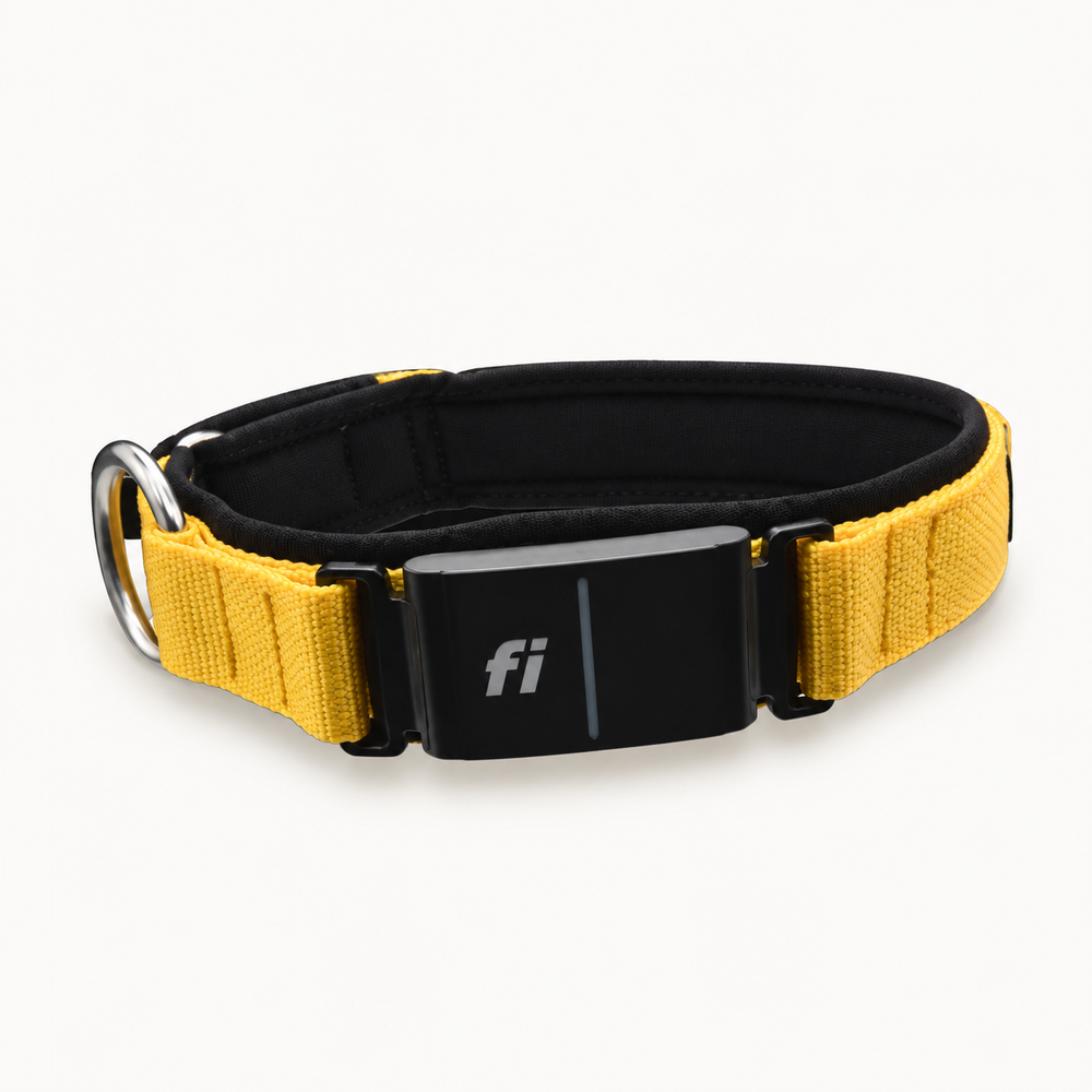 Fi Arctic Circle Collar