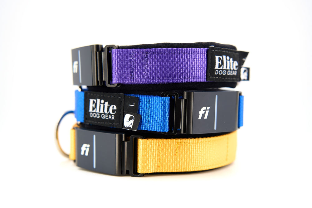 Elite Dog Gear collar with an integrated Fi tracker