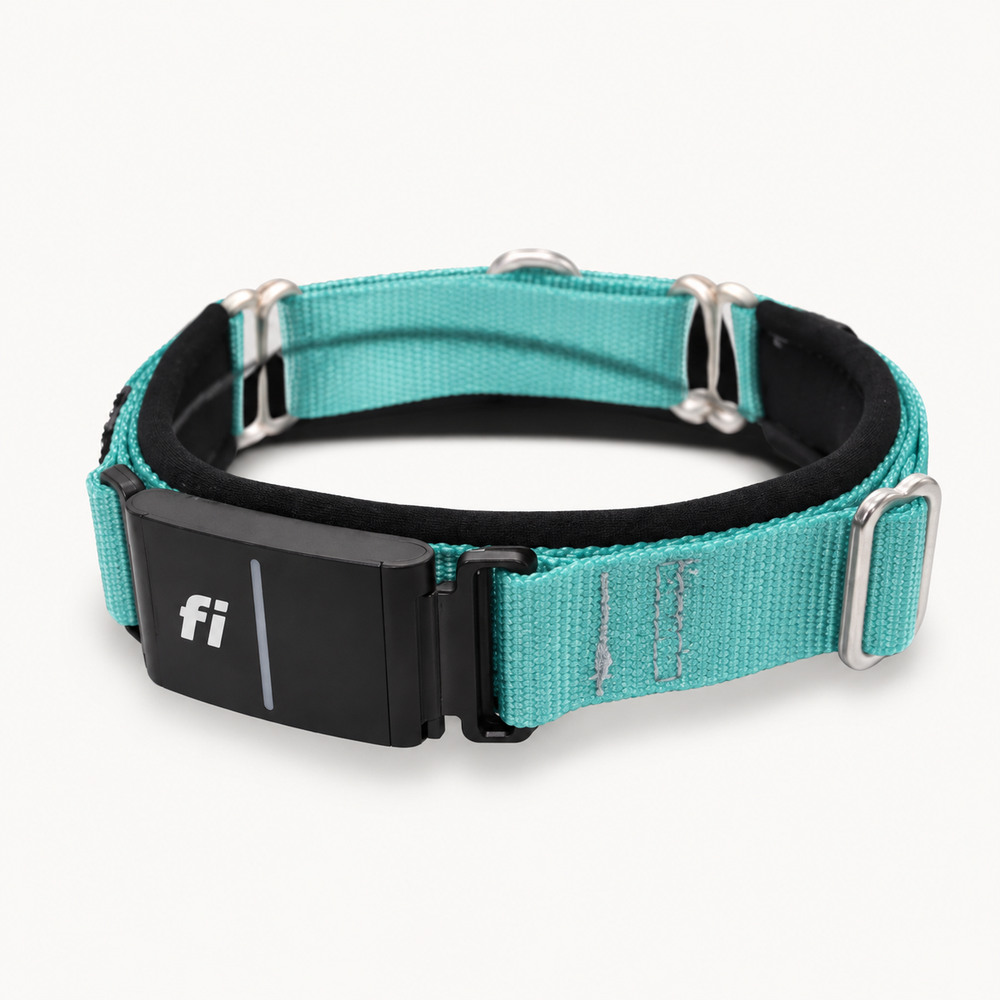 Fi Martingale Collar