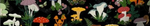 Mushroom collar strip