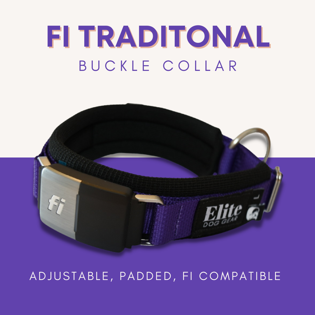 Fi Traditional Buckle Collar