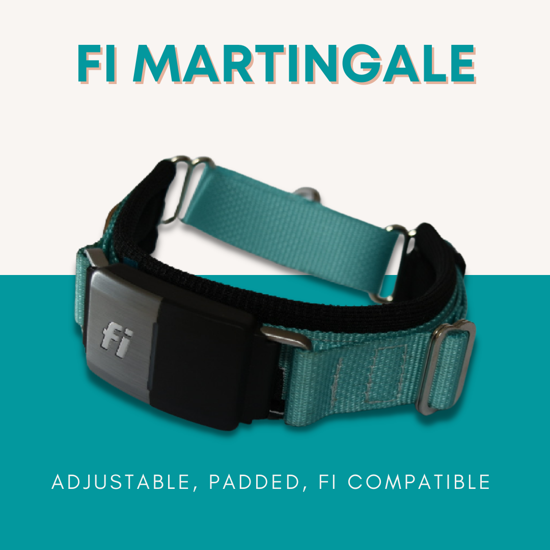 FI Martingale Collar